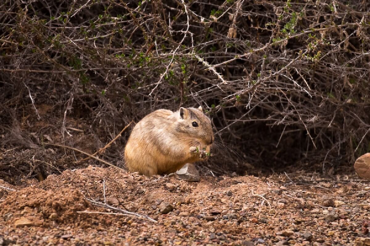 charyn canyon animal