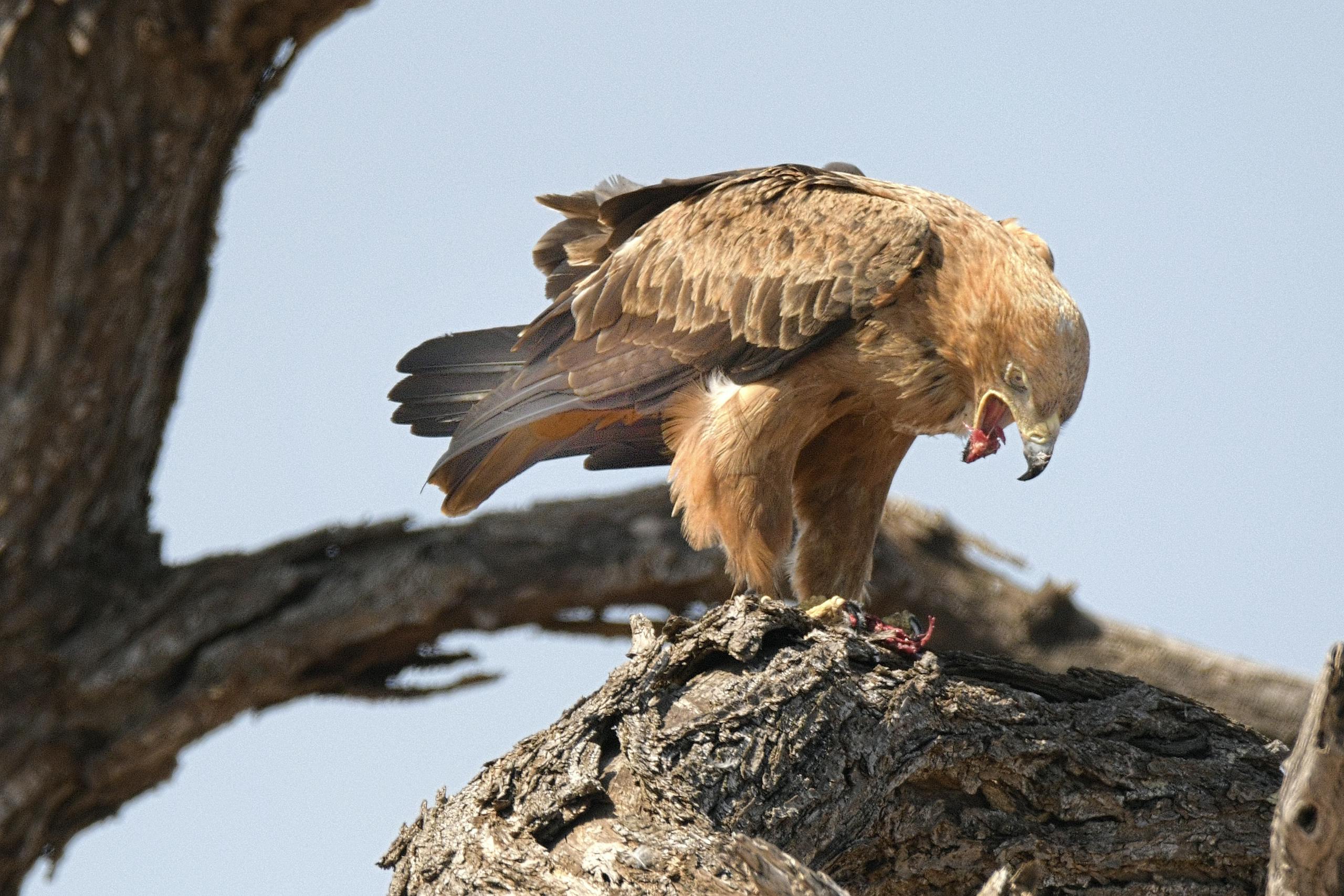 kazakhstan eagle