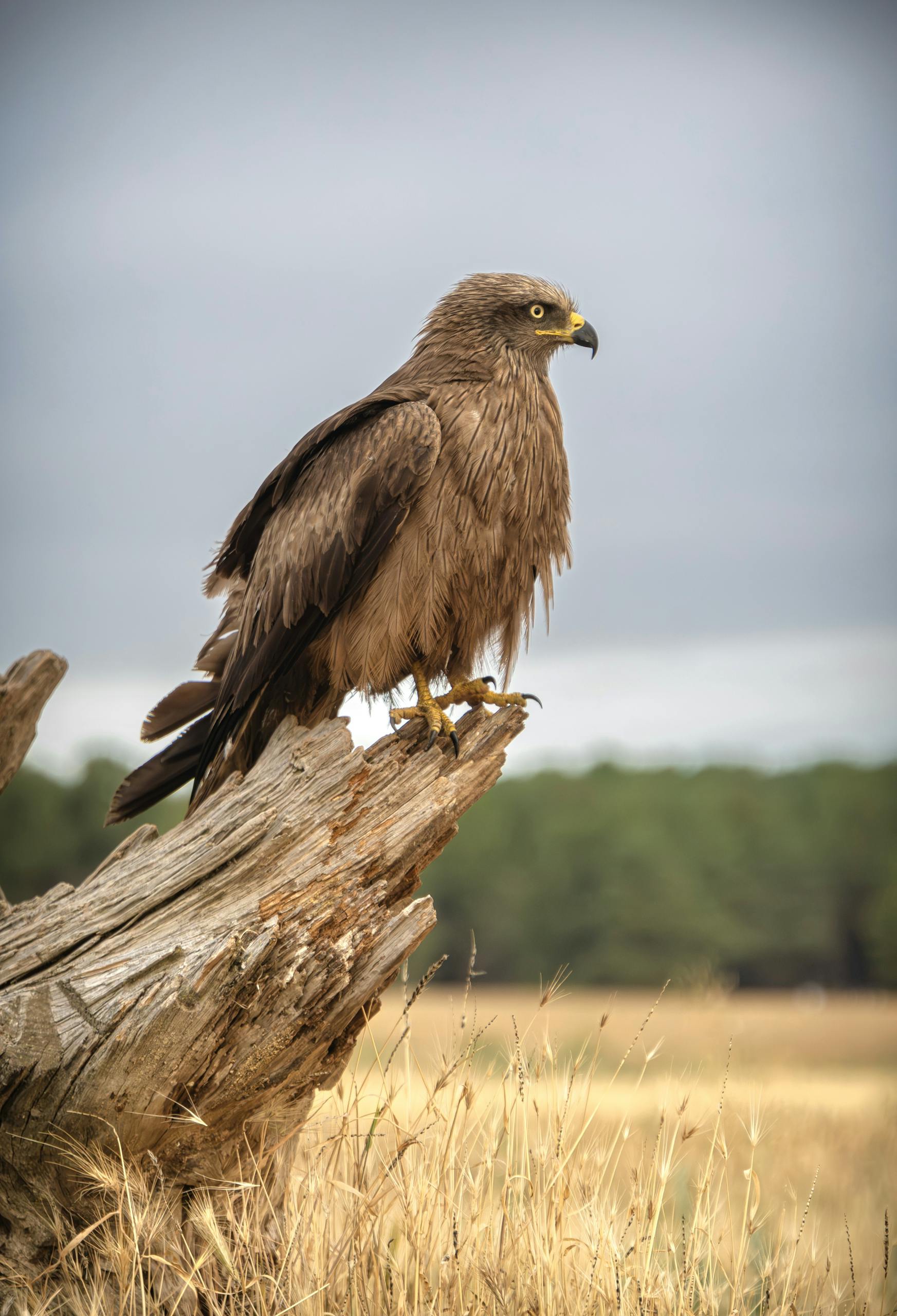 kazakhstan eagle