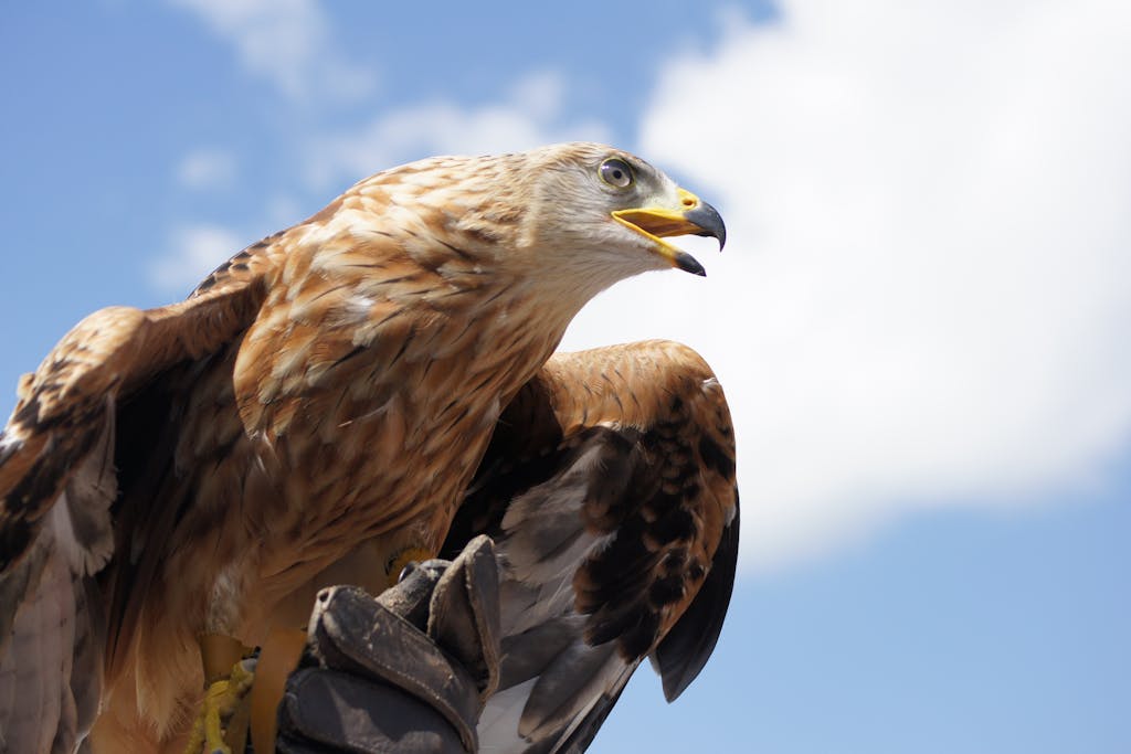 kazakhstan eagle