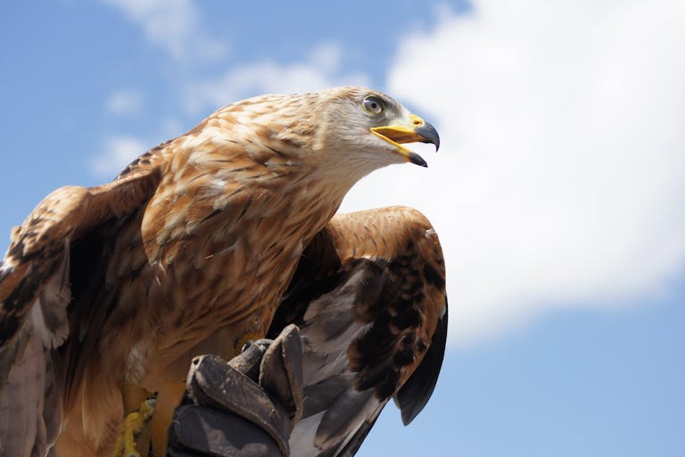 Kazakhstan eagle symbol